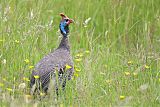 Helmeted Guineafowl